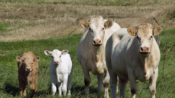 Cows Calves Grass Walk Wallpaper