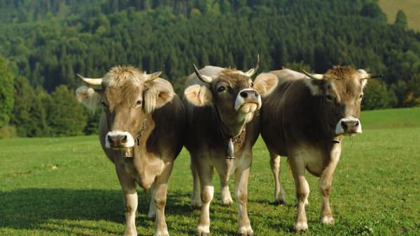 Cows Three Bells Lawn wallpaper