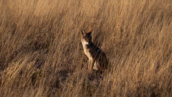 Coyote Brown Grass Wallpaper