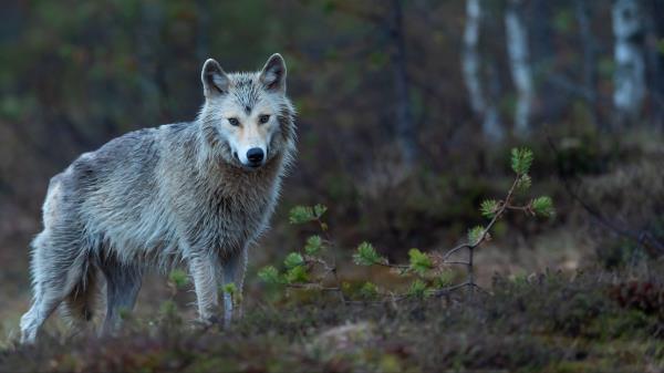 Coyote Predator Forest Wallpaper