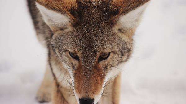 Coyote Snow Glance Wallpaper