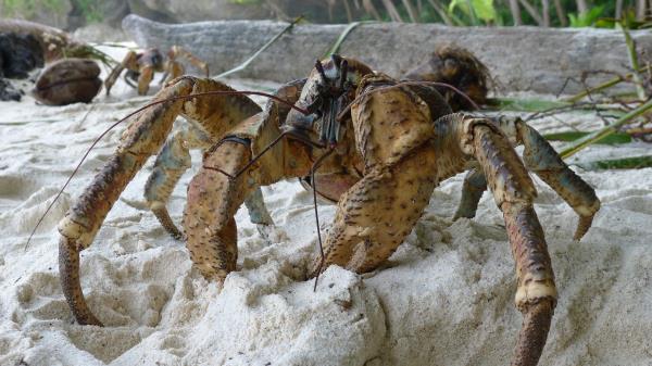 Crab Rocks Claws Wallpaper
