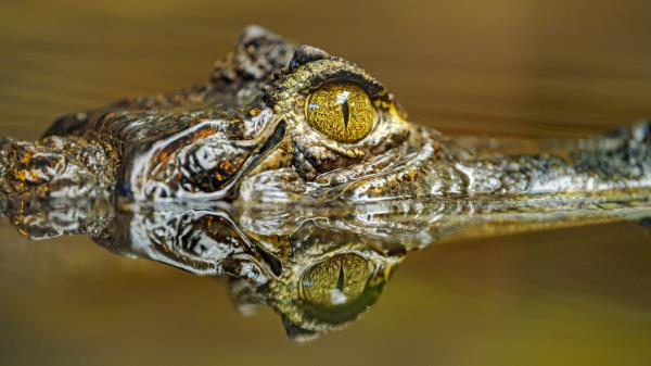 Crocodile Eye Predator Wallpaper
