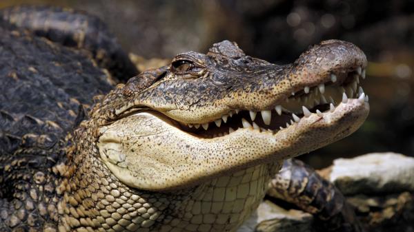 Crocodile Muzzle Dangerous Wallpaper