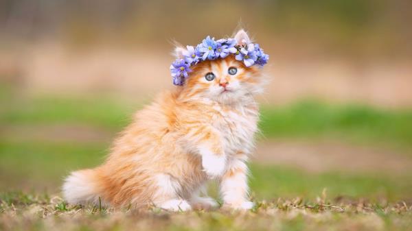 Cute Kitten Adorable Hairband H Wallpaper