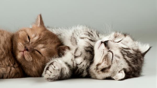 Cute Kittens Cats Hd Wallpaper