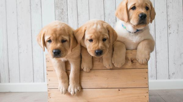 Cute Puppies Golden Retriever Hd Wallpaper