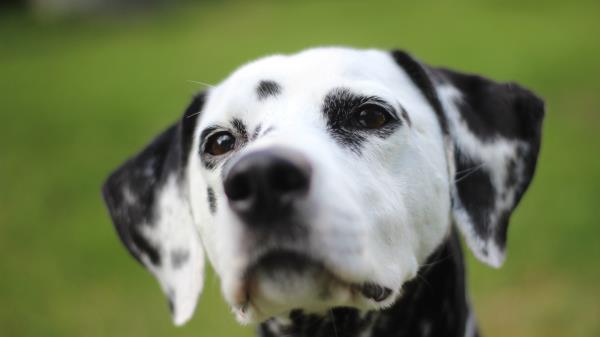 Dalmatian Dog Muzzle Spotted Wallpaper Wallpaper