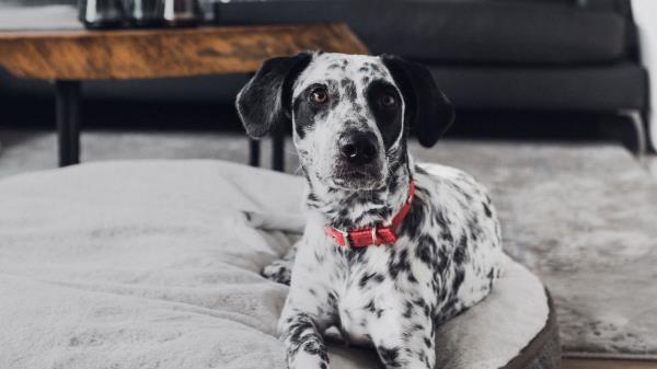 Dalmatian Dog Pet Wallpaper