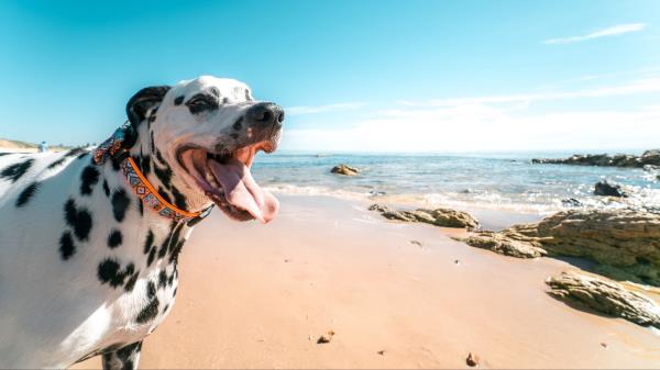 Dalmatian Dog Protruding Tongue Wallpaper