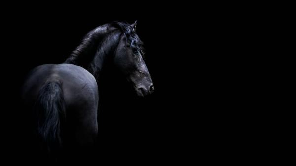 Dark Horse Hd Wallpaper