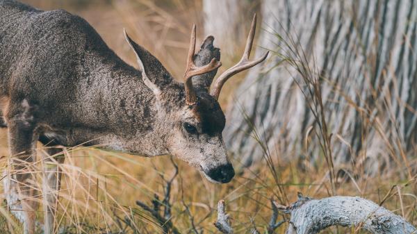 Deer Animal Brown Wallpaper