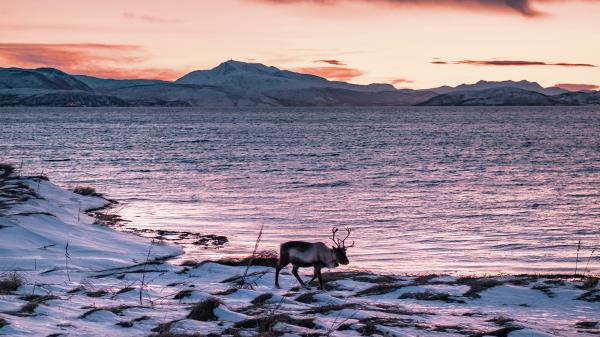 Deer Animal Coast Wallpaper