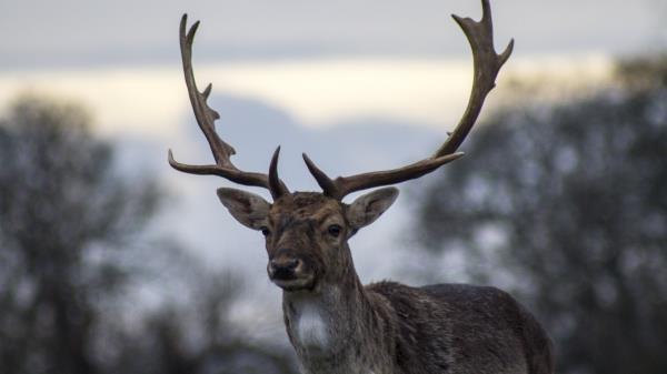Deer Antlers Blur Wallpaper