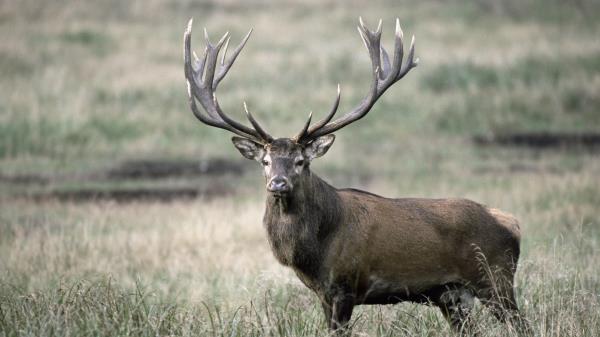 Deer Antlers Grass Wallpaper