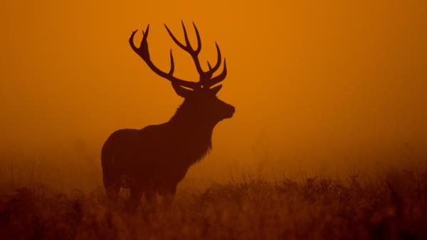 Deer Dawn Silhouette Wallpaper