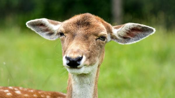 Deer Face Eyes Ears Wallpaper
