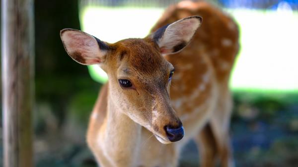 Deer Fallow Deer Muzzle Spotted Wallpaper
