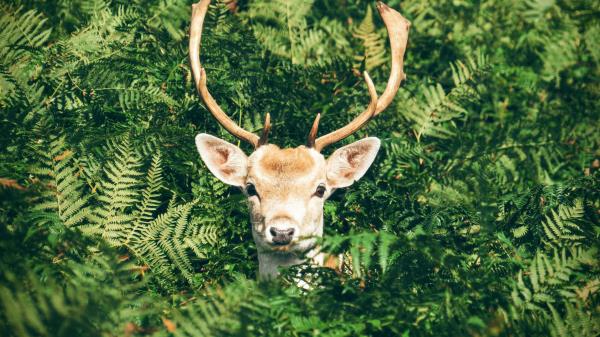 Deer Foliage Horns Muzzle Wallpaper