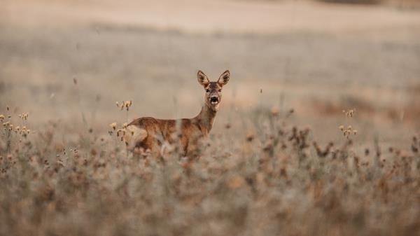 Deer Glance Animal Wallpaper