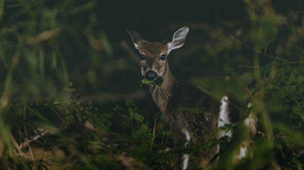 Deer Grass Food Wallpaper