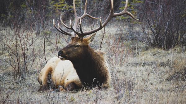 Deer Horns Grass Lie wallpaper
