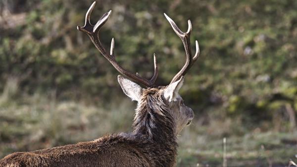 Deer Horns Head Wallpaper