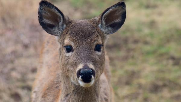 Deer Muzzle Ears Look Wallpaper