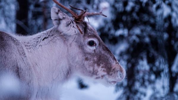 Deer Muzzle Horns Eyes Wallpaper