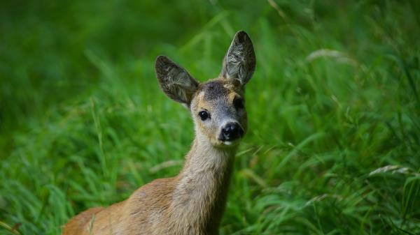 Deer Muzzle Young Grass Wallpaper