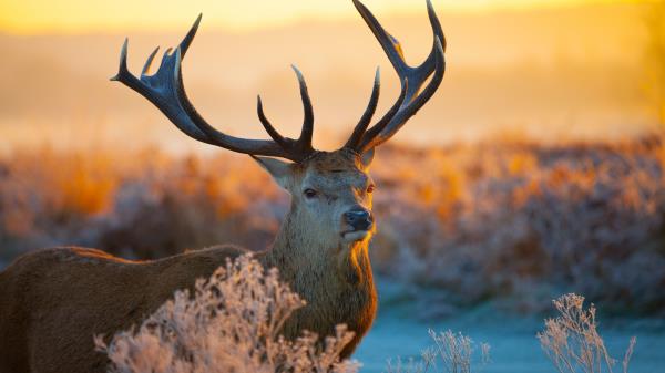Deer Sky Light Horn Wallpaper