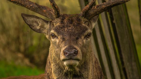 Deer Snout Horns Eyes Wallpaper