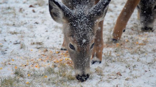 Deer Snow Winter Wallpaper