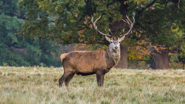 Deer Stand Grass Wallpaper
