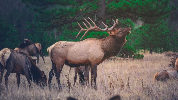 Deer Walking Grass Wallpaper