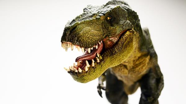 Dinosaur Tyrannosaurus T Rex 5 Wallpaper