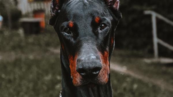 Doberman Dog Black Wallpaper