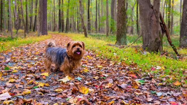 Dog Autumn Park Walk Wallpaper