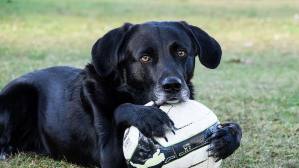 Dog Ball Football Wallpaper