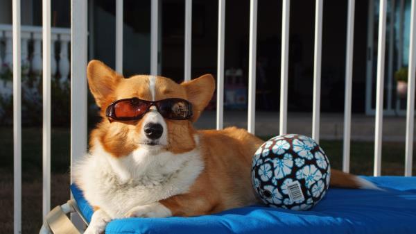 Dog Ball Sunglasses Beach Lie Wallpaper