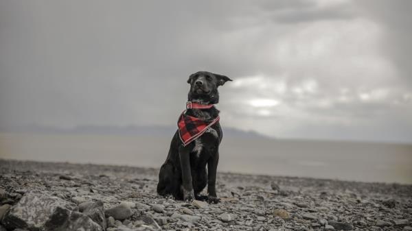 Dog Beach Sea Scarf Collar Wallpaper