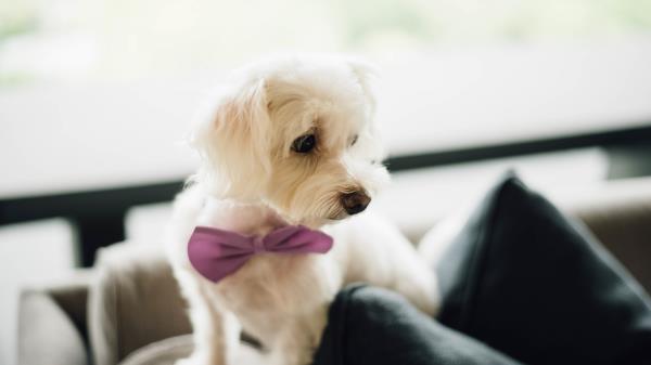 Dog Bow Tie Puppy Wallpaper