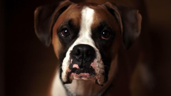 Dog Boxer Muzzle Wallpaper
