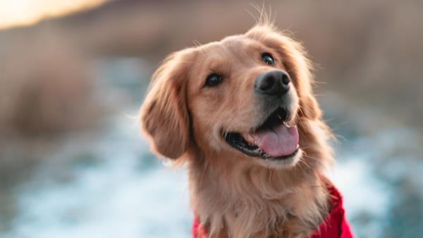 Dog Brown Protruding Tongue Wallpaper