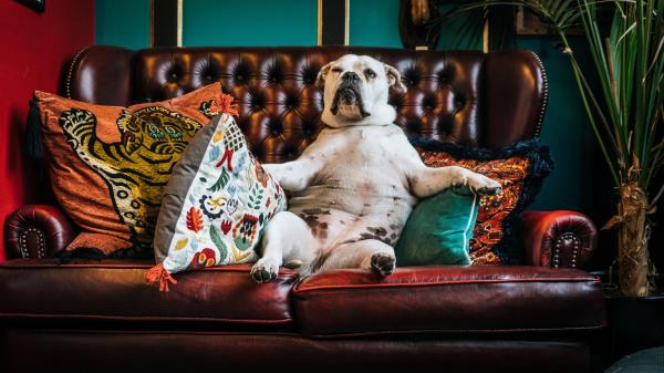 Dog Bulldog King Wallpaper