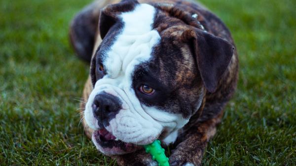 Dog Bulldog Muzzle Playful Wallpaper