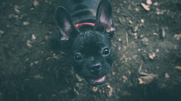 Dog Bulldog Muzzle Wallpaper