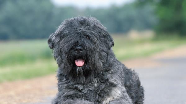 Dog Coat Asphal Wallpaper