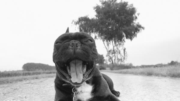 Dog Collar Black And White Wallpaper