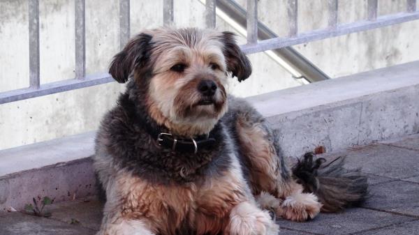 Dog Collar Lying Street Wallpaper